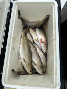 Three spotted weakfish caught in Matagorda during a fishing trip