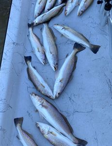 11 spotted weakfish and koi carp fish in TX