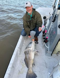 Image of a large black drum fish caught in TX