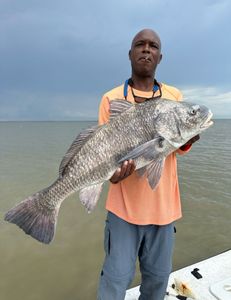 Angler with large black drum fish caught in Matagorda