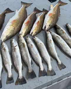 7 spotted weakfish and redfish caught in Matagorda