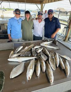 12 European flounder and Spotted Weakfish fish caught in TX