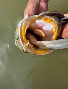 Fishing in Matagorda