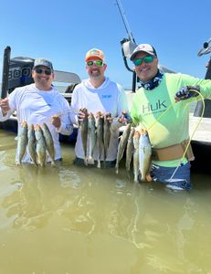 Caught four Spotted Weakfish in TX