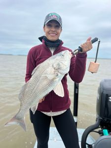 Freshwater drum fish caught in TX