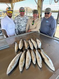 Fresh caught Greater Amberjack fish displayed on cleaning table at Matagorda TX fishing charter
