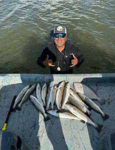 7 spotted weakfish and bluefish caught while fishing in TX