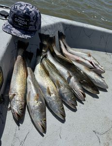 Four fish caught during a fishing trip in Matagorda