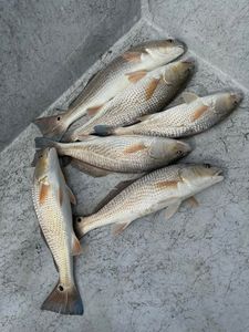5 redfish caught in Matagorda
