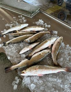 Six spotted weakfish caught in Matagorda, Texas