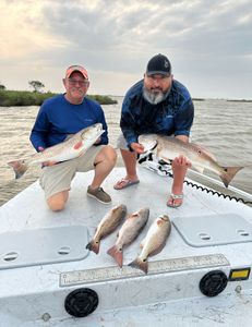 Three redfish caught in Matagorda, Texas