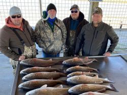 Redfish Caught in Texas, 6 Fish