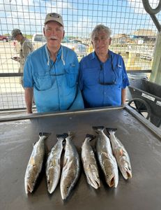 A group of 5 spotted weakfish, a great catch in TX