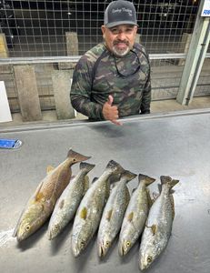 Spotted Weakfish, 4 fish, fishing in TX