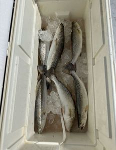 5 spotted weakfish caught while fishing in TX