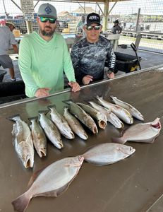 6 Spotted Weakfish caught in Matagorda, Texas