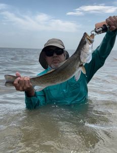 Spotted weakfish, 15-inch, fishing in Matagorda