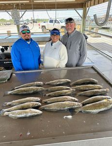 Spotted Weakfish caught in Matagorda during fishing