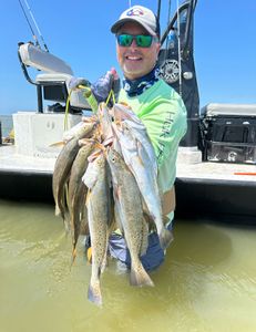 Two spotted weakfish, 16-inch fish, caught in Matagorda while fishing