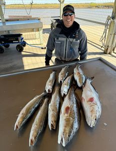 Spotted Weakfish, 6 big fish caught by angler in TX
