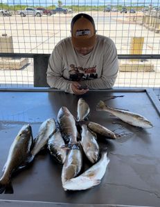 Seven spotted weakfish and wahoo fish in Matagorda