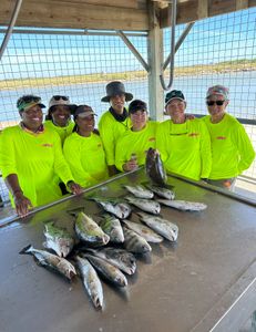 Three pink salmon caught while fishing in Matagorda
