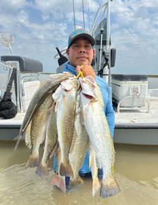 Three spotted weakfish caught by an angler in Matagorda