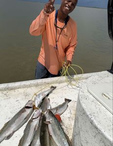 Two king mackerel, 36 inches long, caught fishing in Matagorda