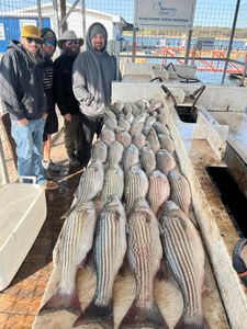 Striper fishing success on Lake Texoma waters.