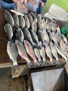 Striped bass brought to the yard with skill.