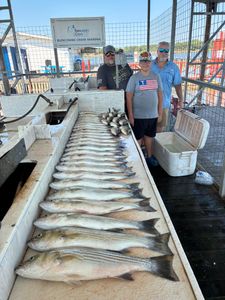 Two striped bass caught while fishing in Kingston