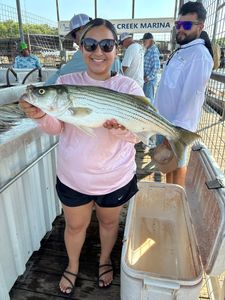 Striped bass fishing in Kingston