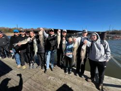 Five striped bass caught during a fishing trip in Kingston