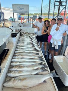 Flathead Grey Mullet fish caught in Kingston