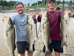 Four striped bass caught in OK while fishing