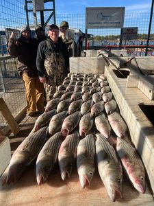 Four striped bass caught while fishing in OK