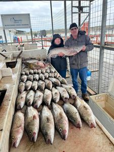 5 huge blue catfish and atlantic bonito fish caught in kingston