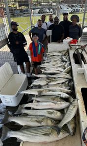 4 striped bass fish caught in Kingston