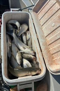 Two striped bass caught while fishing in Kingston