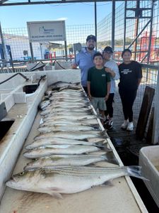 Two striped bass caught during a fishing trip in Kingston