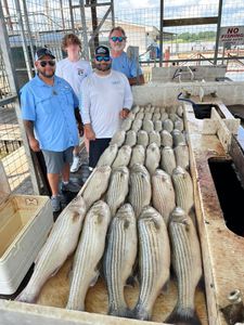 Four striped bass caught in Kingston