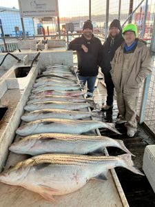 Striped bass fishing in Kingston