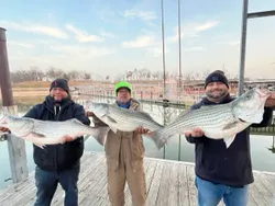 3 striped bass caught on a fishing trip in OK