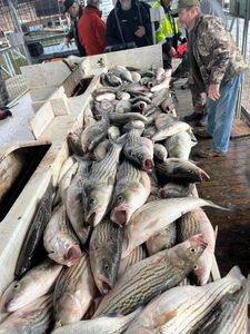 Two striped bass, 34 inches long, caught while fishing in OK