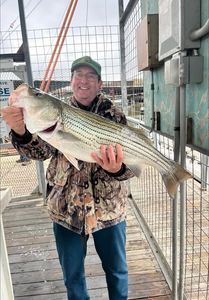 Striped bass caught by angler in Kingston