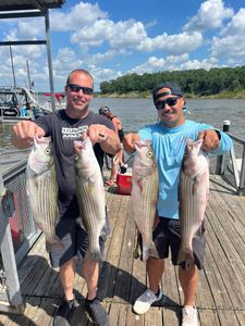 Four striped bass caught by two people in Kingston