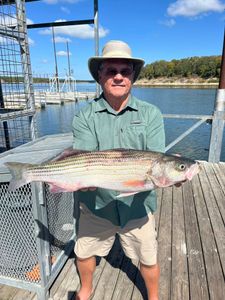 Striped bass caught in OK while fishing