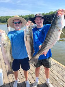 Three striped bass caught while fishing in Kingston