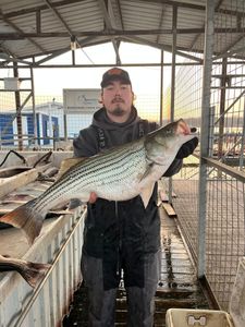 Photograph of a Wiper (hybrid striped bass) fish caught in OK