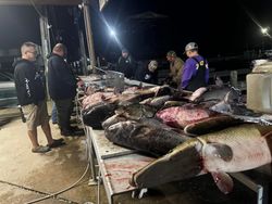 Fish-Species
